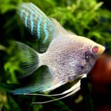 Angelfish-Albino-Pearlscale