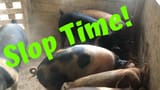 have some slop piggy