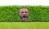 hedge