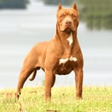 why-pitbull-dog-is-banned-in-25-countries