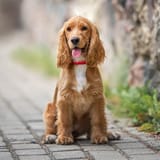 english-cocker-spaniel