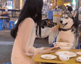 husky tosses plate