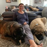 stephanie mcmahon dogs