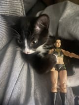 cat