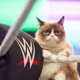 wwecat