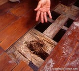 termite-wooden-floor-damage