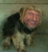 haitchdog