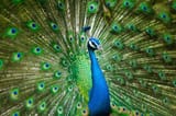 peacock