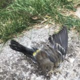 Birds-VDN-092120-1024x1024