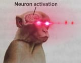 neurons