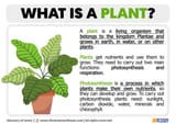 What-is-a-plant-768x543