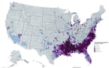 BlackDemographics