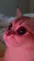 SHINO_thumb.jpg