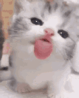 kitten-licks-screen-kitten