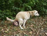 dogshit2