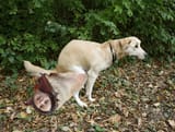 dogshit3