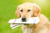golden-retriever-holding-a-newspaper-104356364