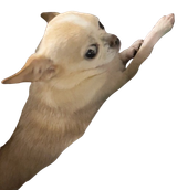 huhu