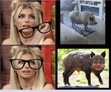 Hog Wild