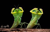 YoungBugs