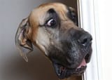 puppo