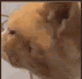confused orange cat