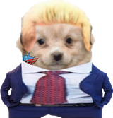 cody dog