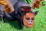 nepohog