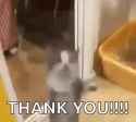 saleh-jumping-saleh-the-cat_thumb.jpg