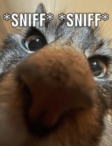 sniff-sniff