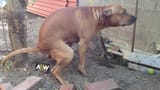 perro caca