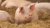Sow_National-Pig-Centre_2322022