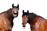 istockphoto-475210088-612x612