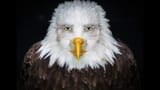 handsomestaringeagle