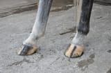 hoofcare1-696x462[1]