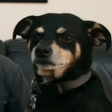 Thread 18345510 OP Image