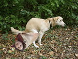 dogshit3