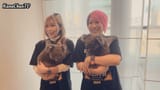 Koala Warriors