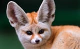 Fennec-Fox