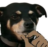 davedog1