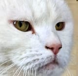 Cattt