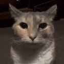 cat-destare-despair-cat_thumb.jpg