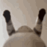 tenor_gif2207867068577745763