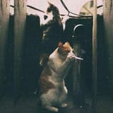 catsmokes