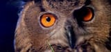 Impact Owl