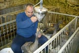 feedingGeese-438630682