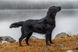 black-fluffy-dog-breeds