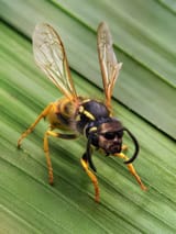Wasp ready for action