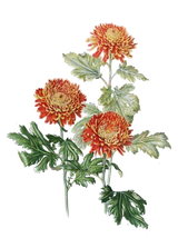 red_chrysanthemum