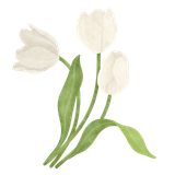 white_tulips_watercolor